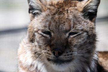 a beautiful red lynx close-up in natural conditions on a spring day