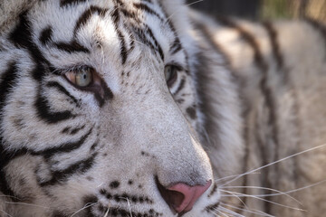a beautiful young tiger close-up in natural conditions on a spring day