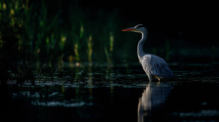 Naklejka premium Zane grey heron genus ardea cinerea) standing still in the water, waiting for its catch.