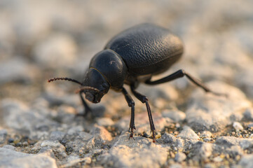 Close-up of a Timarcha beetle walking on an asphalt road. Its shiny, metallic body stands out against the rough texture of the pavement — ideal for macro, insects, and nature themes.