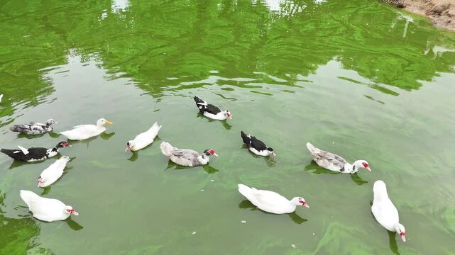 bunch of ducks swimming in lake
