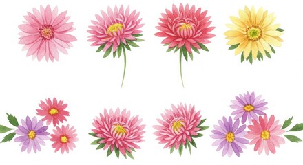 Watercolor collection of blooming asters showcasing delicate floral artwork