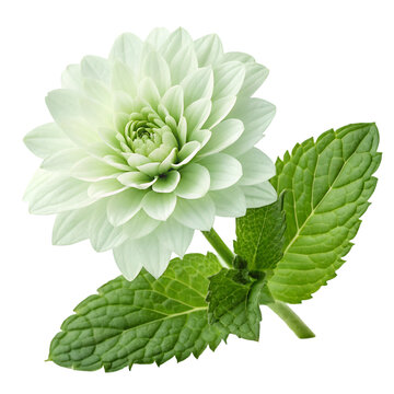 Blooming peppermint flower isolated on transparent background