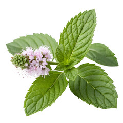 Blooming peppermint flower isolated on transparent background