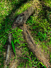 Tree Root on Ground with Grass