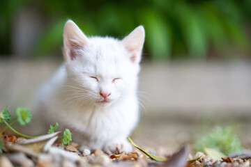 春、リラックスする白い仔猫