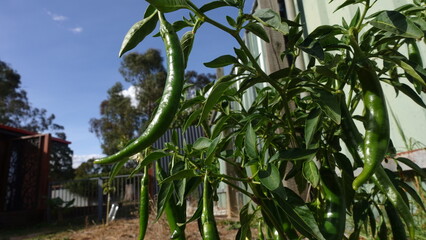 Green Cayenne chilli Australia hybrid hot, the plant grows abundance of chilli pods, used in South Asian cooking including hot sauces, curries