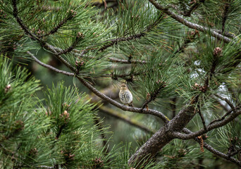 beautiful bird close-up in natural conditions on a spring day