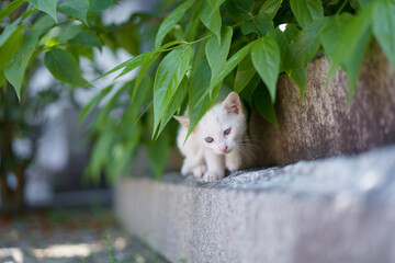 春、活発になり始める白い仔猫