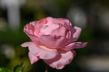 Close-up of a delicate pink rose with soft petals and natural light