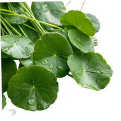 Bunch of centella asiatica leaves with rain drops isolated on transparent background