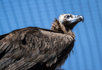 black vulture close-up hunting in natural conditions