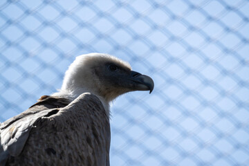 black vulture close-up hunting in natural conditions
