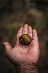 not focused on the beautiful golden snail on the palm of the hand © Titian Media
