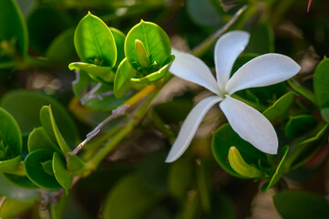 White flowers of Carissa macrocarpa (Natal plum) in close-up under natural light