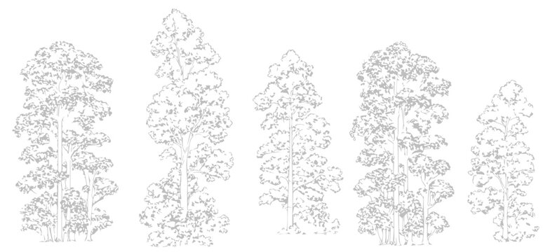 A detailed architectural drawing of a dense forest elevation, featuring a variety of deciduous and coniferous trees with intricate line work and fine textures.