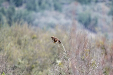 black kite close-up hunting in natural conditions