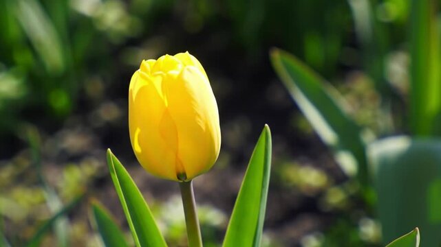 Time lapse of yellow tulip blooming and yellow tulips garden. Generative AI.