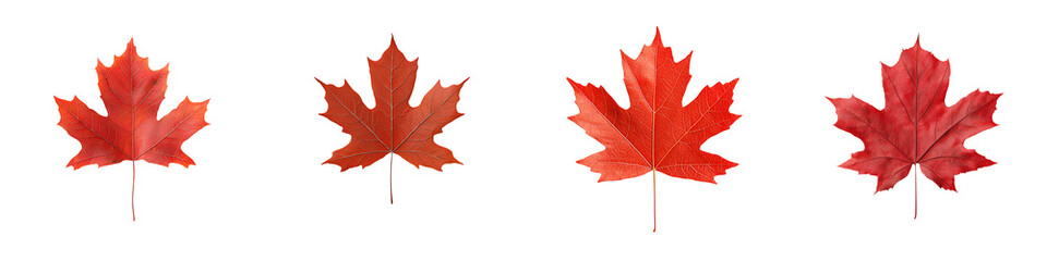 Obraz premium Red maple leaves in autumn