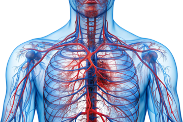 An X-ray film showing human blood vessels, isolated on a transparent background.