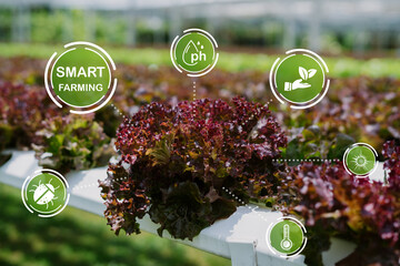 Smart Farming Technology in Greenhouse for Lettuce Cultivation
