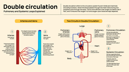 Double Circulation in Humans – Pulmonary and Systemic Circuits Explained