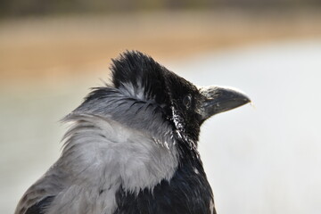This is a crow in nature in sunny spring day. You can see only the head of the bird in this picture. 