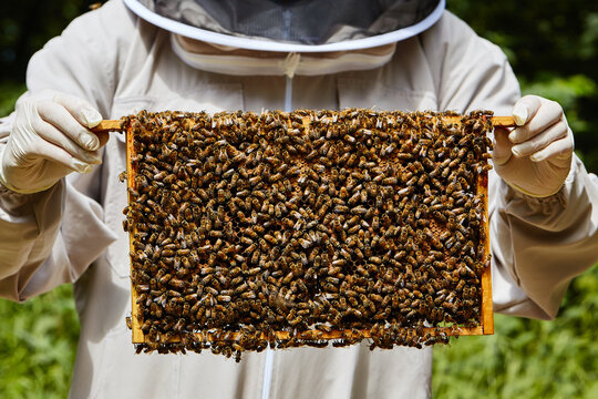 beekeeper working with bees
