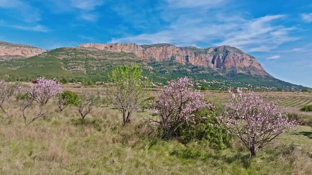 Javea Xabia on spring almond tree blossom with Montgo mountain