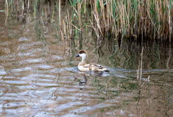 red-billed pochard close-up against a lake in natural conditions