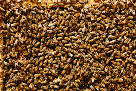 Worker bees in a hive