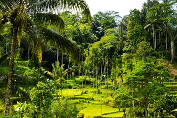 Fototapete Beautiful rice terraces in Tegalalang in Bali, Indonesia. This was on a bright sunny day and the sight was truly breath taking. There was lots of traditional farming methods to be seen here. © Scotts Travel Photos
