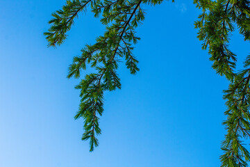 branch of coniferous tree against blue sky, beautiful bright blue color background