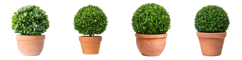 Fototapeta premium Ornamental potted plants with lush green foliage