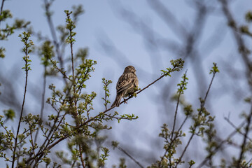 reed warbler sings in a spring forest sitting on a branch