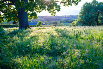 sunset in the forest and field