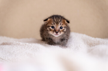 子猫