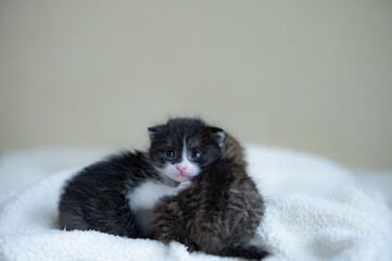 子猫