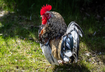 beautiful rooster close-up against a green background in natural conditions