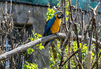beautiful parrot close-up against a green background in natural conditions