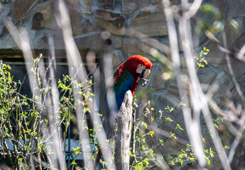 beautiful parrot close-up against a green background in natural conditions