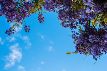 lilac wisteria branch with blue sky