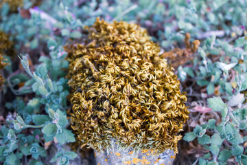 moss on the rocks with green plants