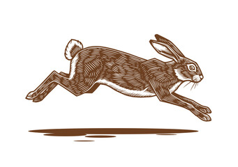 rabbit sketch. Vintage retro print, black white wild hare, rabbit drawing, sketch ink pencil draw, engrave old school style. Sketch artwork silhouette wild hare rabbit. Vector Illustration