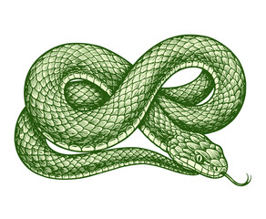 Vintage Snake Engraving Illustration