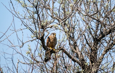 common kestrel close-up against a green background in natural conditions