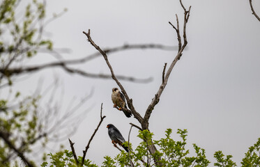 common kestrel close-up against a green background in natural conditions