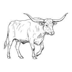Walking Texas Longhorn Cow Facing Left in Hand Drawn Vintage Ranch Style

