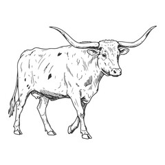 Side View of Texas Longhorn Cow in Classic Vintage Farm Style