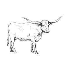Right Facing Walking Longhorn Cow Illustration in Vintage Western Farm Style
